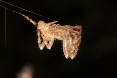 Pararaneus cyrtoscapus