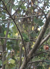 Psilopogon viridis