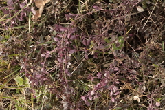 Teucrium chamaedrys