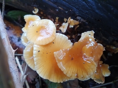 Flammulina