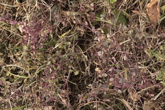 Teucrium chamaedrys