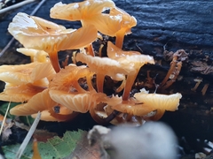 Flammulina