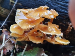 Flammulina