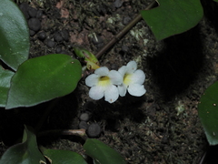 Codonanthopsis crassifolia