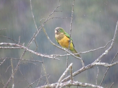 Eupsittula cactorum