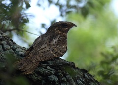 Antrostomus carolinensis