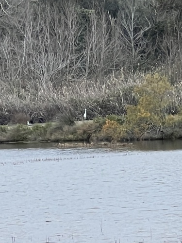 Silberreiher