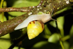 Amphidromus perversus