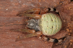 Neoscona rufipalpis