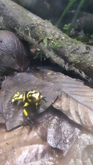 Oophaga histrionica
