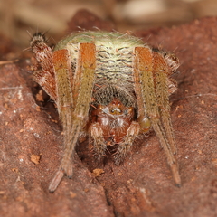 Neoscona rufipalpis