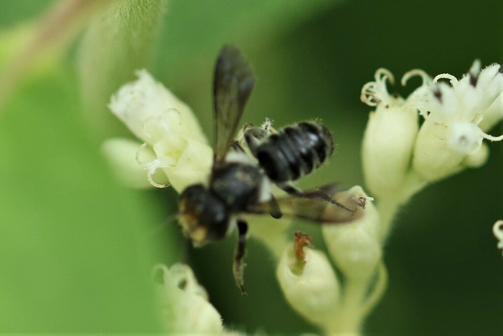 Megachile borneana