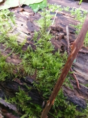 Kindbergia praelonga