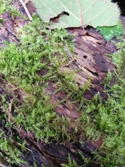 Kindbergia praelonga