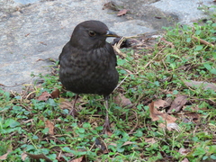 Turdus merula