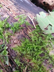 Kindbergia praelonga