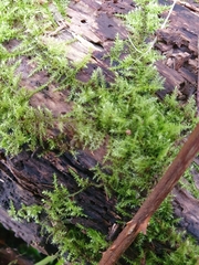 Kindbergia praelonga