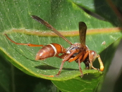 Polistes africanus