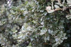 Quercus ilex