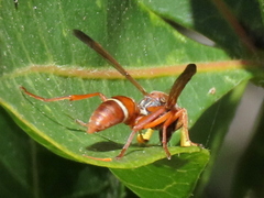 Polistes africanus
