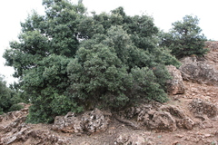 Quercus ilex