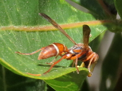 Polistes africanus