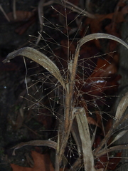 Panicum capillare