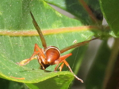 Polistes africanus