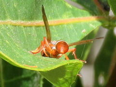 Polistes africanus