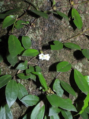 Codonanthopsis crassifolia