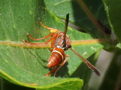 Polistes africanus