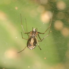 Microlinyphia sterilis