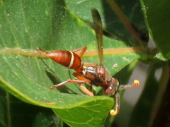 Polistes africanus