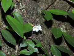 Codonanthopsis crassifolia