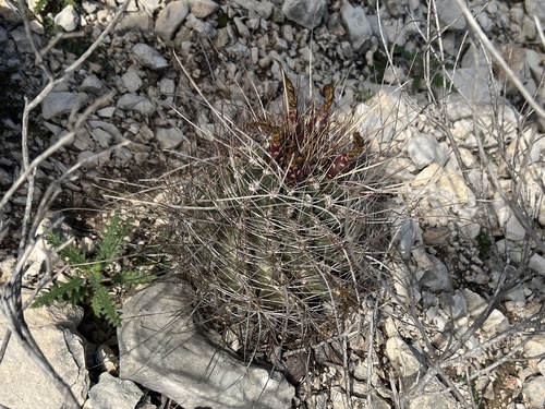 Bisnaga hamatacantha
