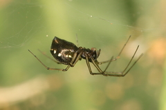 Microlinyphia sterilis