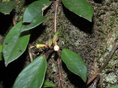 Codonanthopsis crassifolia