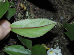 Codonanthopsis crassifolia