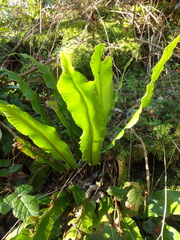 Asplenium scolopendrium scolopendrium