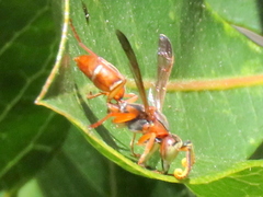 Polistes africanus