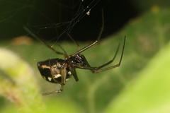 Microlinyphia sterilis