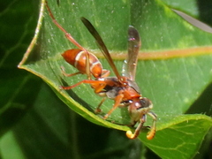 Polistes africanus