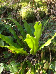 Asplenium scolopendrium scolopendrium