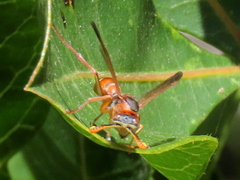 Polistes africanus