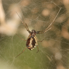Microlinyphia sterilis