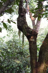 Phlegmariurus squarrosus