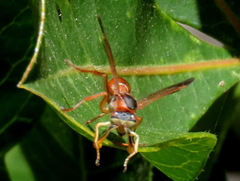 Polistes africanus