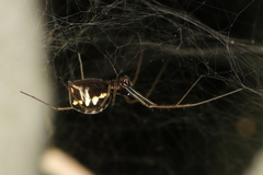 Microlinyphia sterilis
