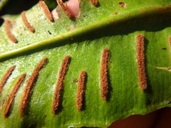 Asplenium scolopendrium scolopendrium