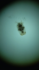 Tingidae